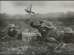 1940 год. Английские солдаты выпускают голубя-курьера